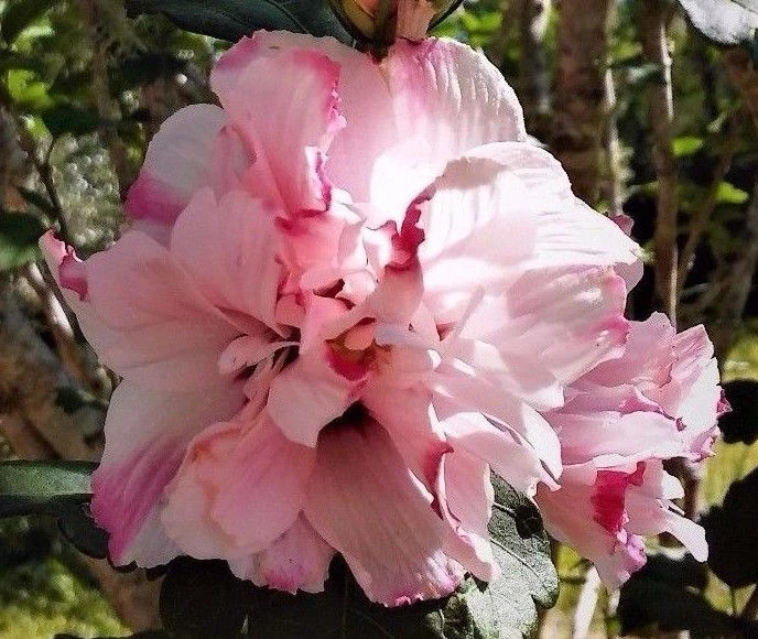 Double Pink Rose of Sharon Live Plant – Hibiscus syriacus Althea Starter 6–12 Inch Tall Flowering Shrub