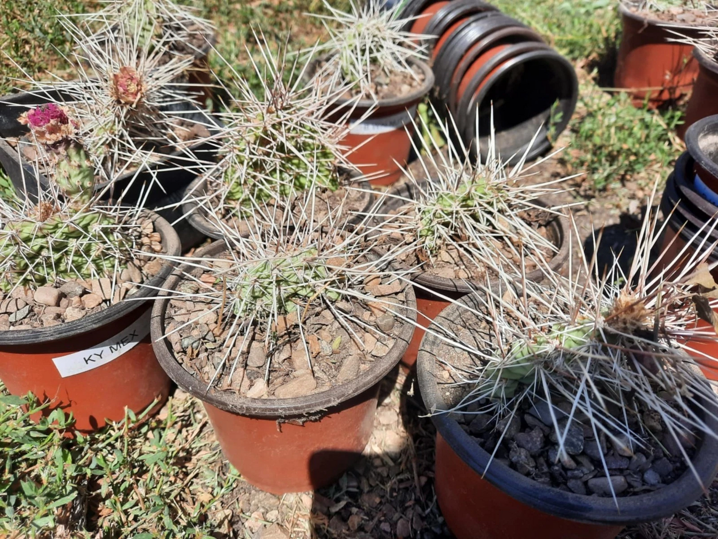 Opuntia Nicholii x Opuntia Hybrid – Live Cactus Cutting – Hardy Prickly Pear Variety for Desert Gardens & Collectors