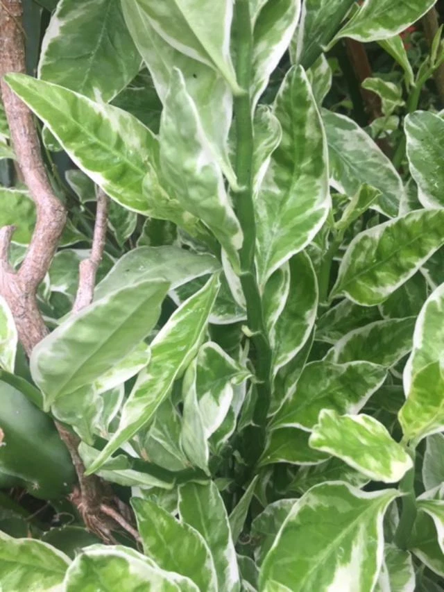 Devil’s Backbone Variegata Plant – 6 Euphorbia Tithymaloides Cuttings Plus 1 Rooted Starter, Variegated Indoor Plant