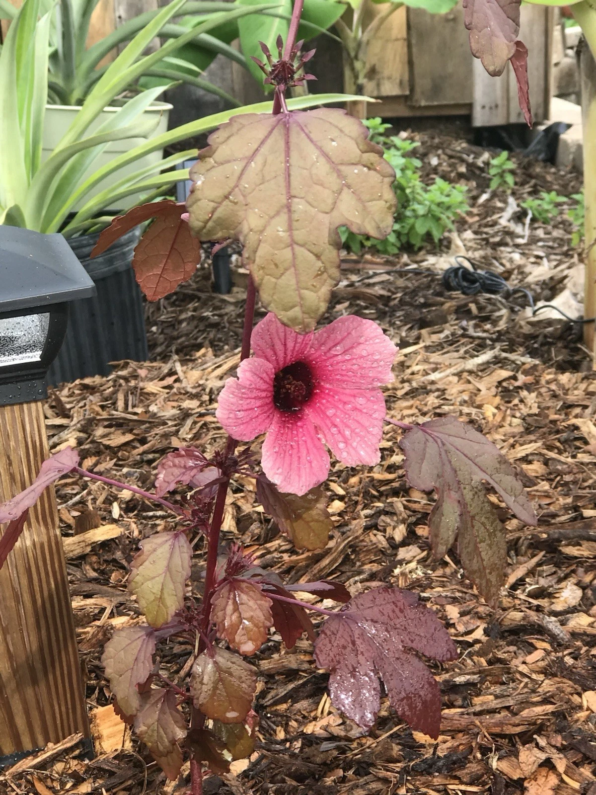 Cranberry Hibiscus Live Plant Cuttings – Hibiscus acetosella Cuttings for Planting, Ornamental and Culinary Garden Plant
