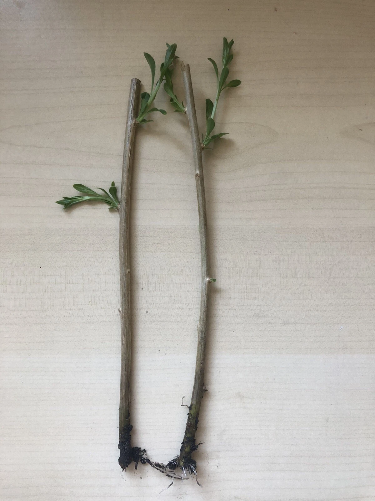 Goji Berry Plants – 2 Rooted Bare Root Starts from Fresh Cuttings, Hardy Lycium Shrubs Ready to Plant in Garden or Containers