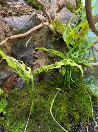 Monstera Obliqua Peru Unrooted Runner Node Cuttings Set of 3 for Propagation Houseplant