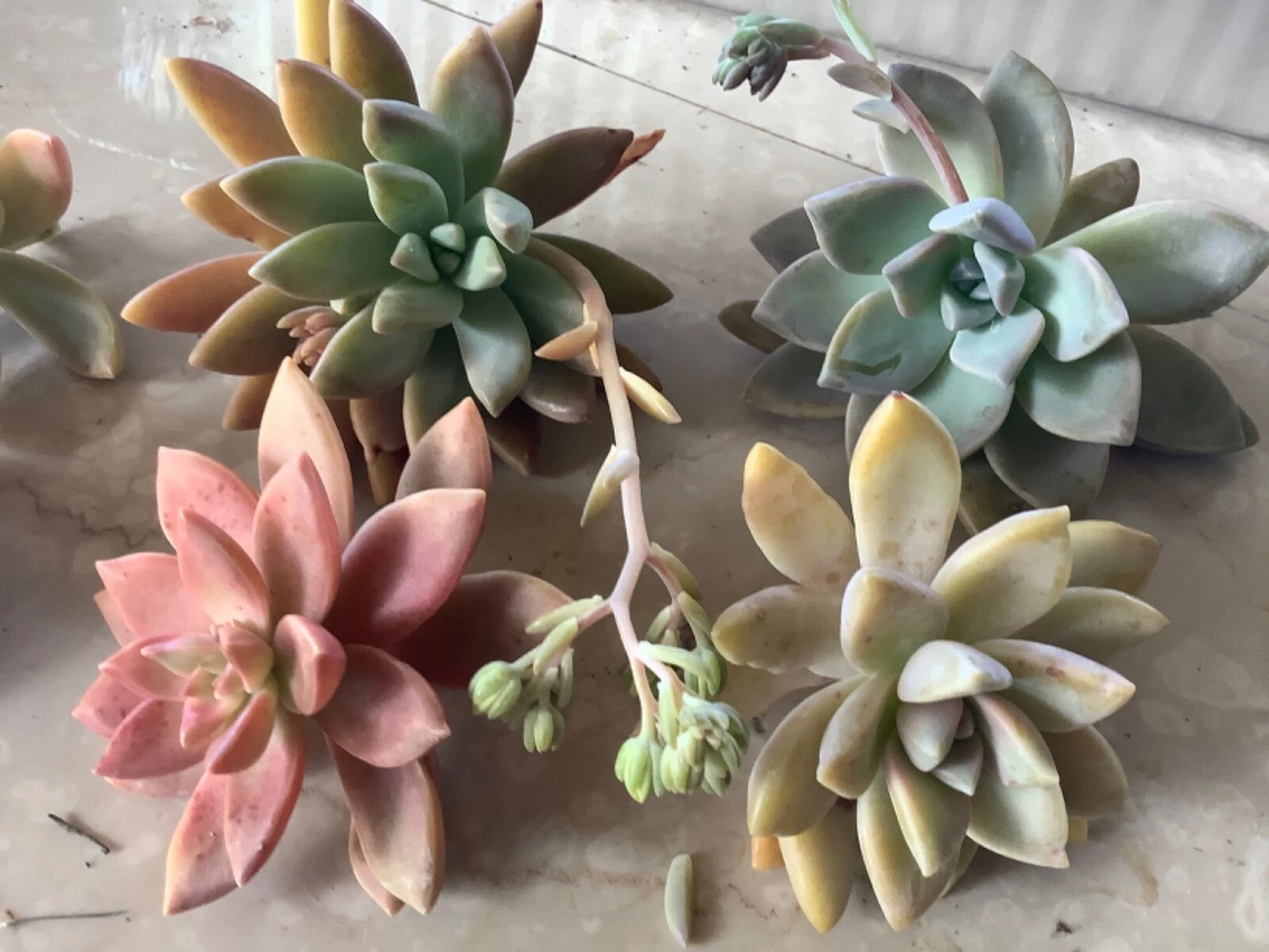 6 Assorted Succulent Cuttings – Fresh Mixed Varieties for Easy Rooting, Cactus & Succulent Starter Pack