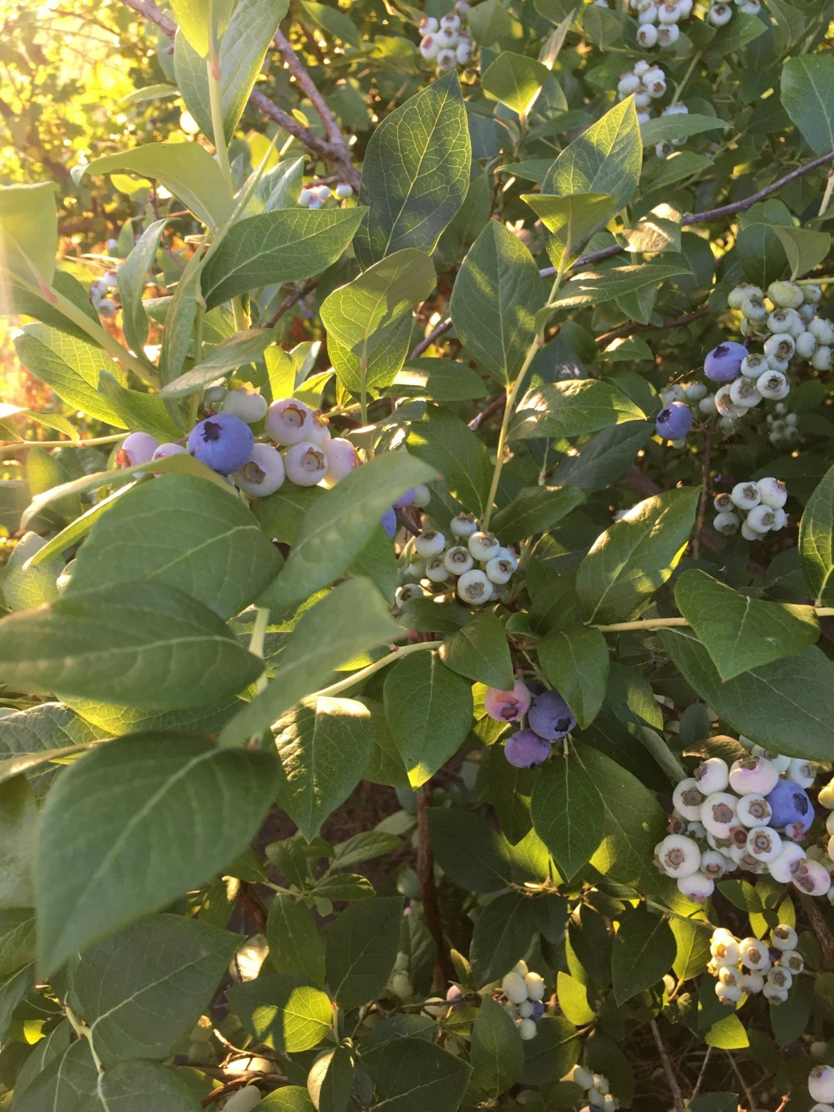Blueberry Hardwood Cuttings – Vaccinium corymbosum, 10 Unrooted Cuttings 5–10 Inches, Elizabeth and Chandler Varieties