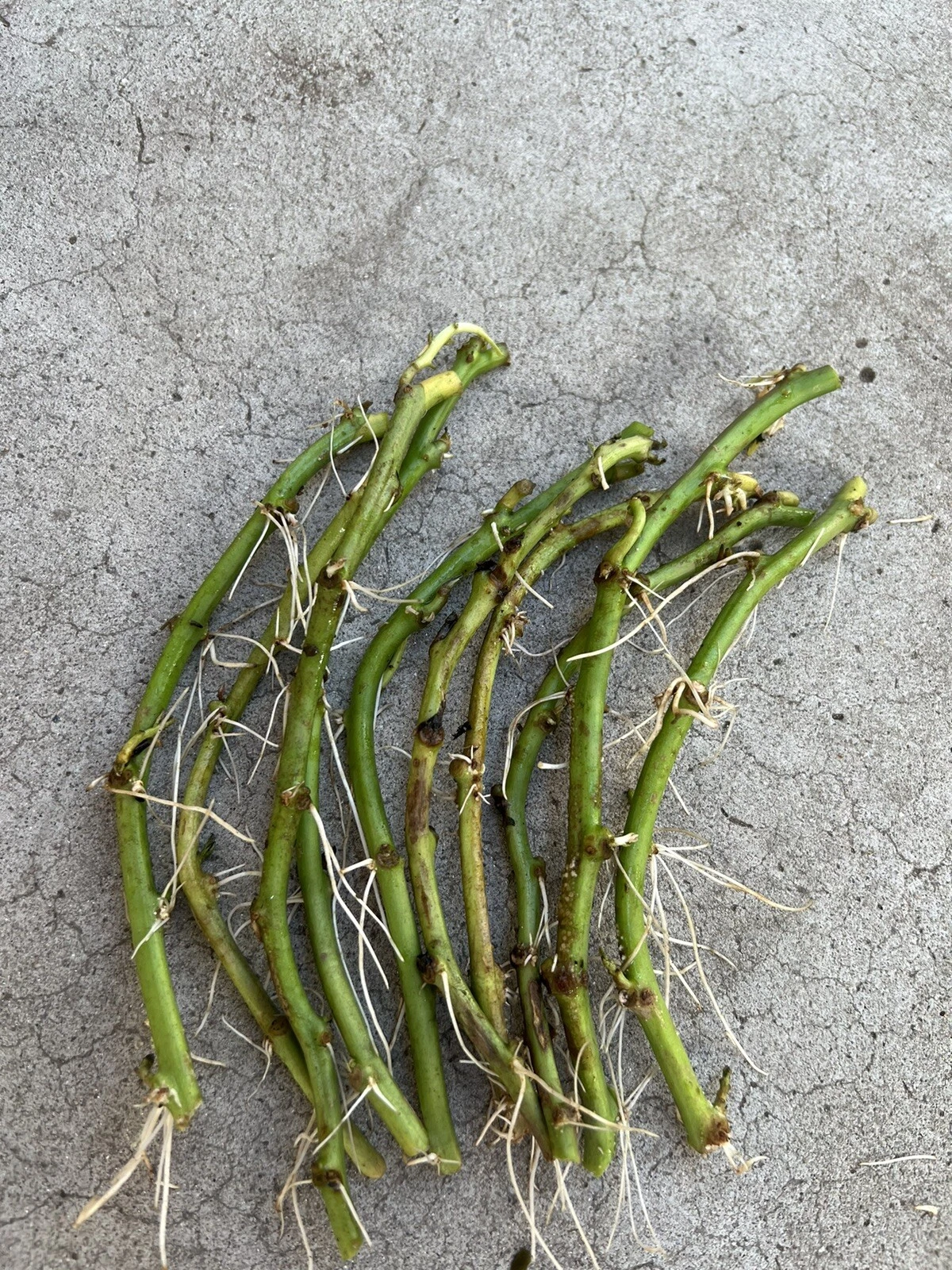 White Sweet Potato Slips – 10 Rooted Vine Cuttings, Ipomoea Batatas Starts Ready to Plant