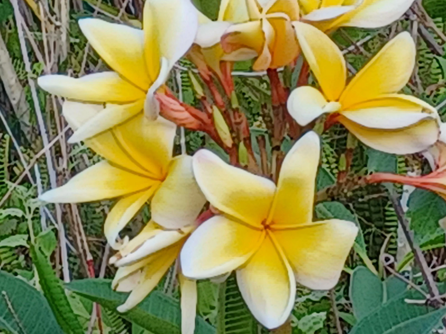 Plumeria Cuttings for Planting – Live Unrooted Frangipani Stems, Flower Color as Shown
