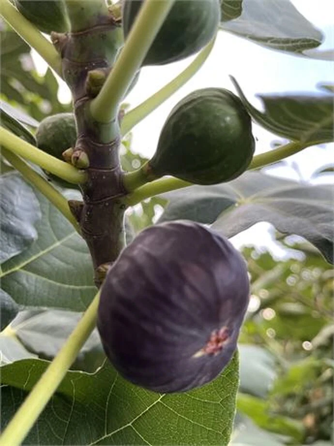 Dark Portuguese Fig Cutting – 8"+ Fresh Ficus carica Stem with 3+ Nodes | Premium Fig Tree Propagation Wood