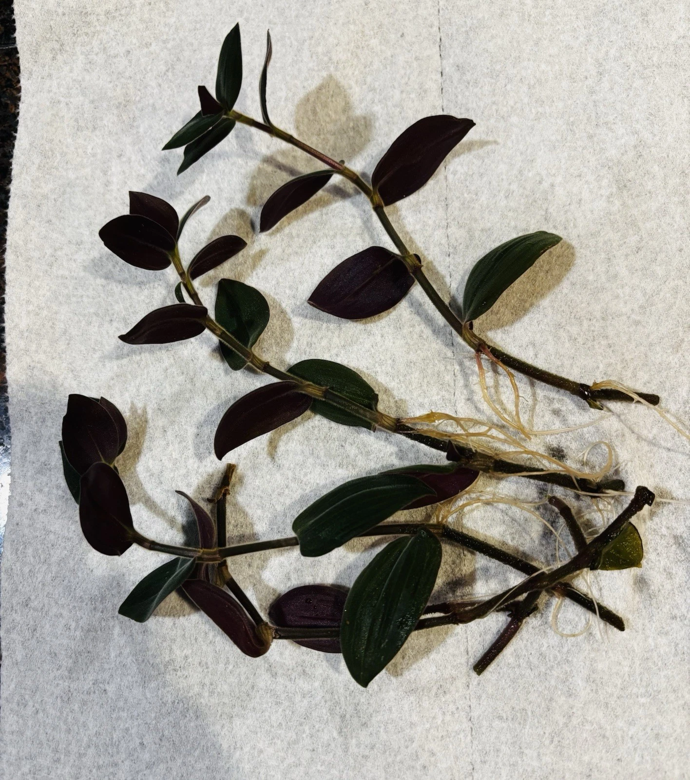 Wandering Jew Houseplant Rooted Cuttings – 4 Live Tradescantia Zebrina Cuttings 6 Inches Long, Purple Trailing Plant
