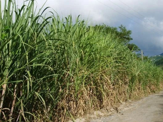Heirloom Sugarcane Cuttings – Fresh Cane Sections with 4+ Buds for Planting