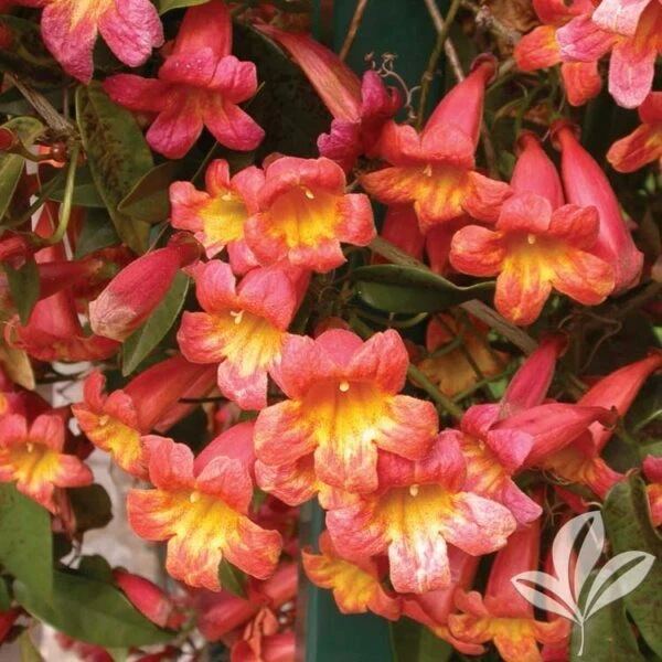 Tangerine Beauty Crossvine Rooted Starter Plant – Bignonia capreolata Climbing Vine for Garden or Trellis