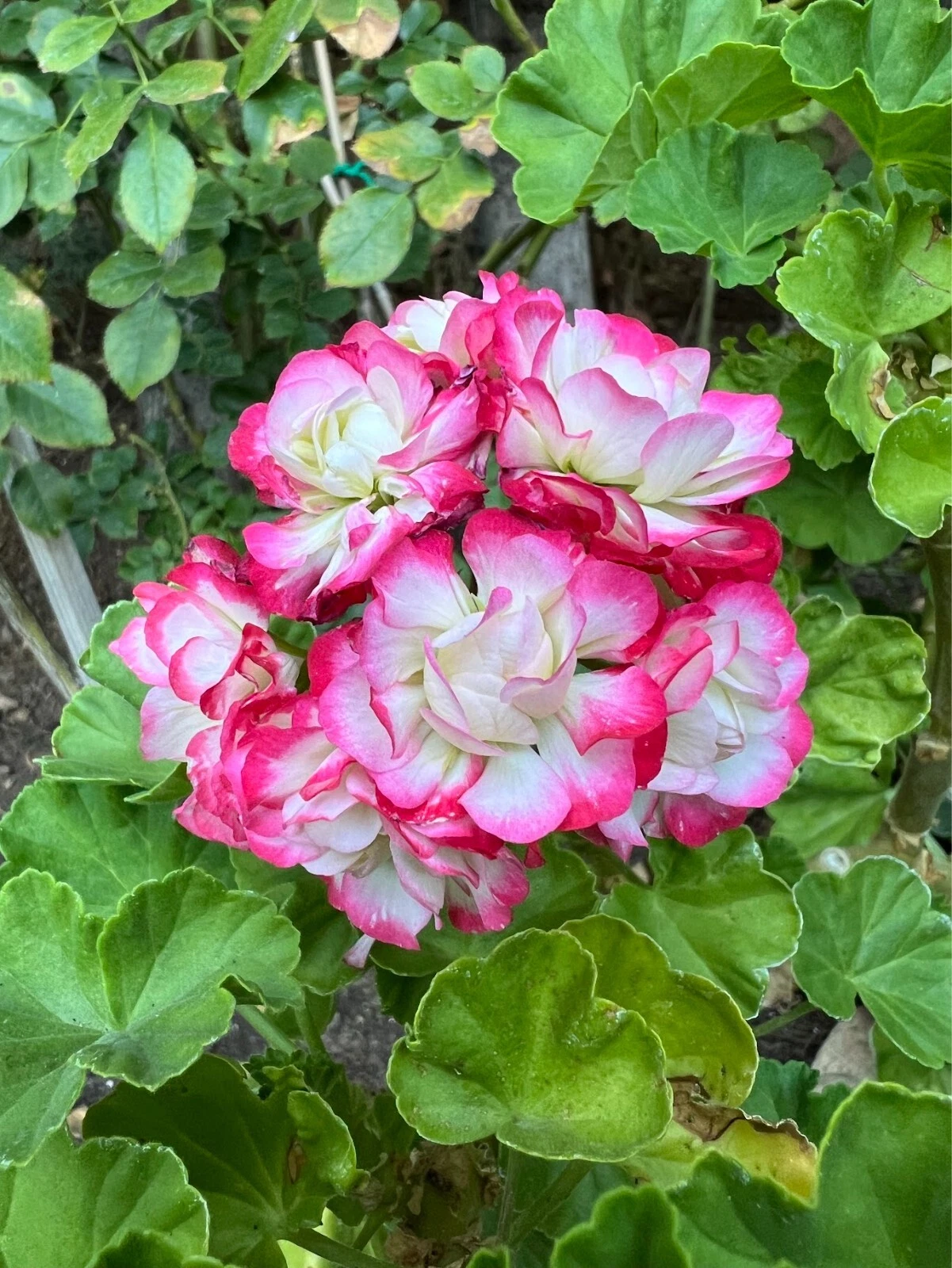 Double White Geranium Cuttings with Pink Edges – 3 Live Pelargonium Stems for Planting or Propagation