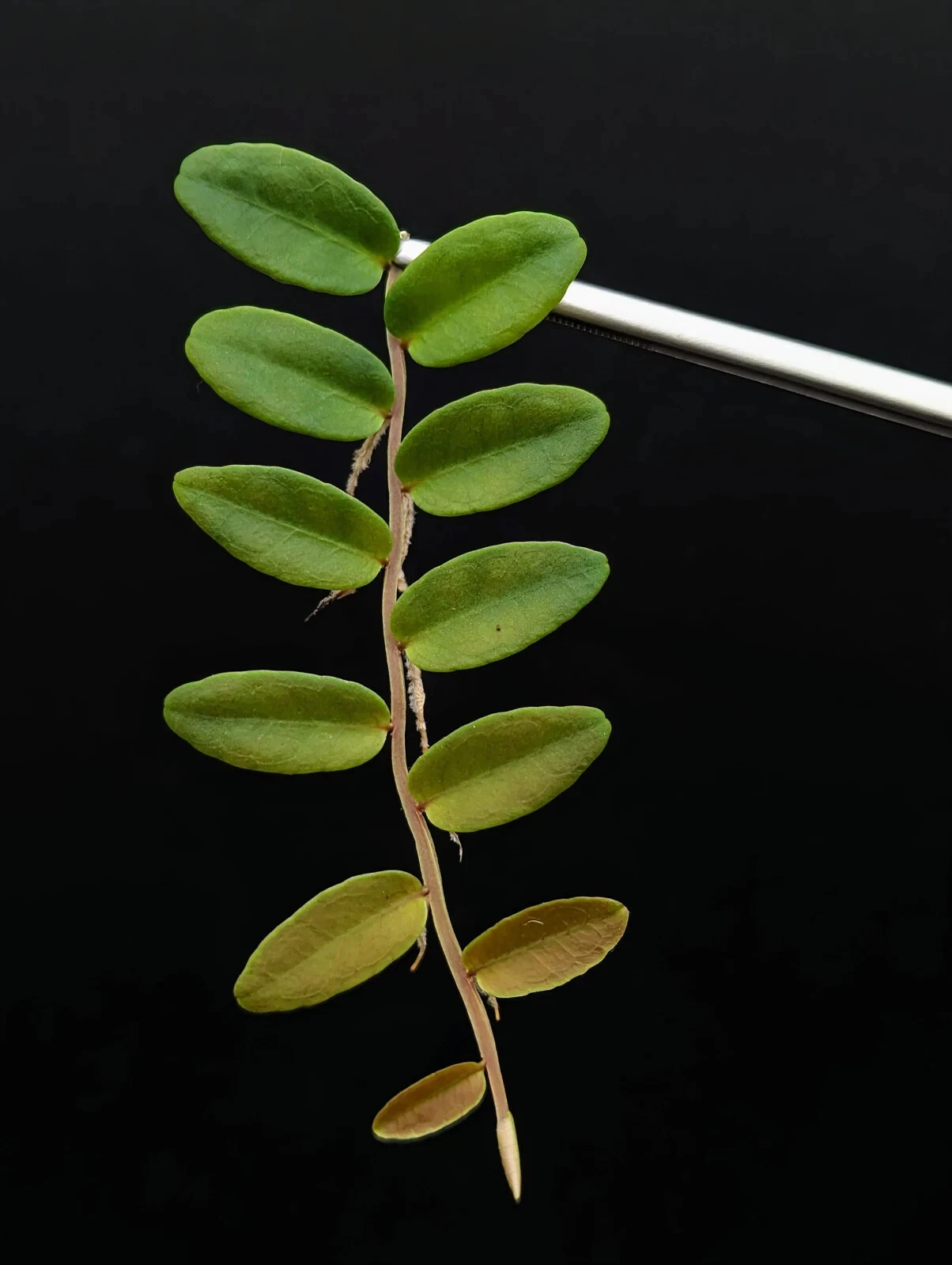 Marcgravia Aff Coriacea Terrarium Plant Cutting – 10 Leaf Tropical Shingling Vine for Vivarium Growing