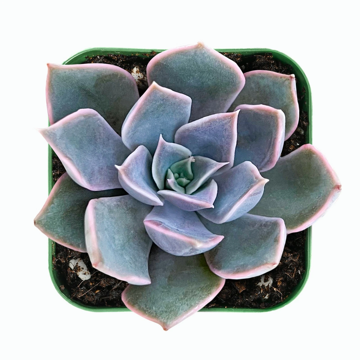Echeveria Mensa Succulent – Live Rooted Plant in 2 Inch Planter – Rare Rosette Succulent