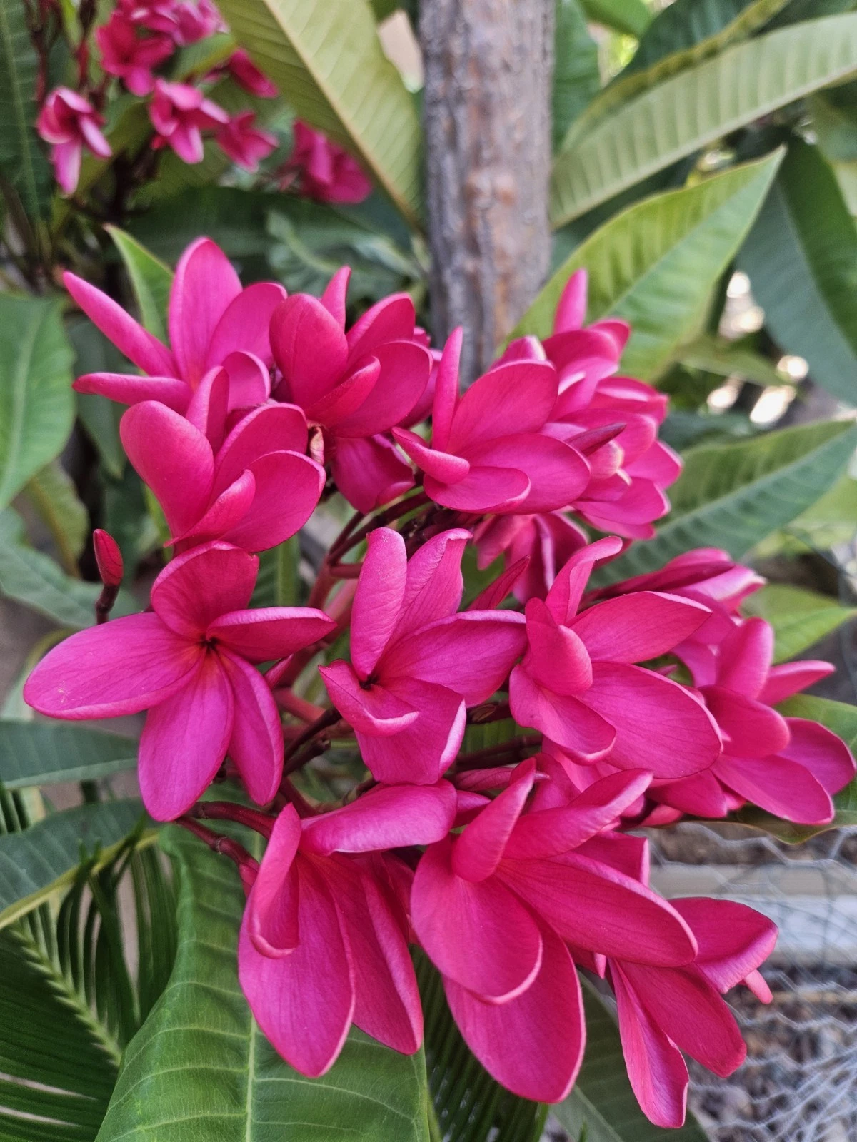 Red Plumeria Cutting for Planting – 1 Unrooted Single Tip Frangipani Stem, 12 Inch Tropical Flower Tree