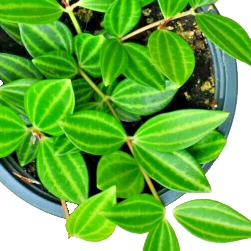 Peperomia Angulata Variegated Funky Frog – 5 Live 4” Unrooted Cuttings, Rare Houseplant Vine for Indoor Propagation