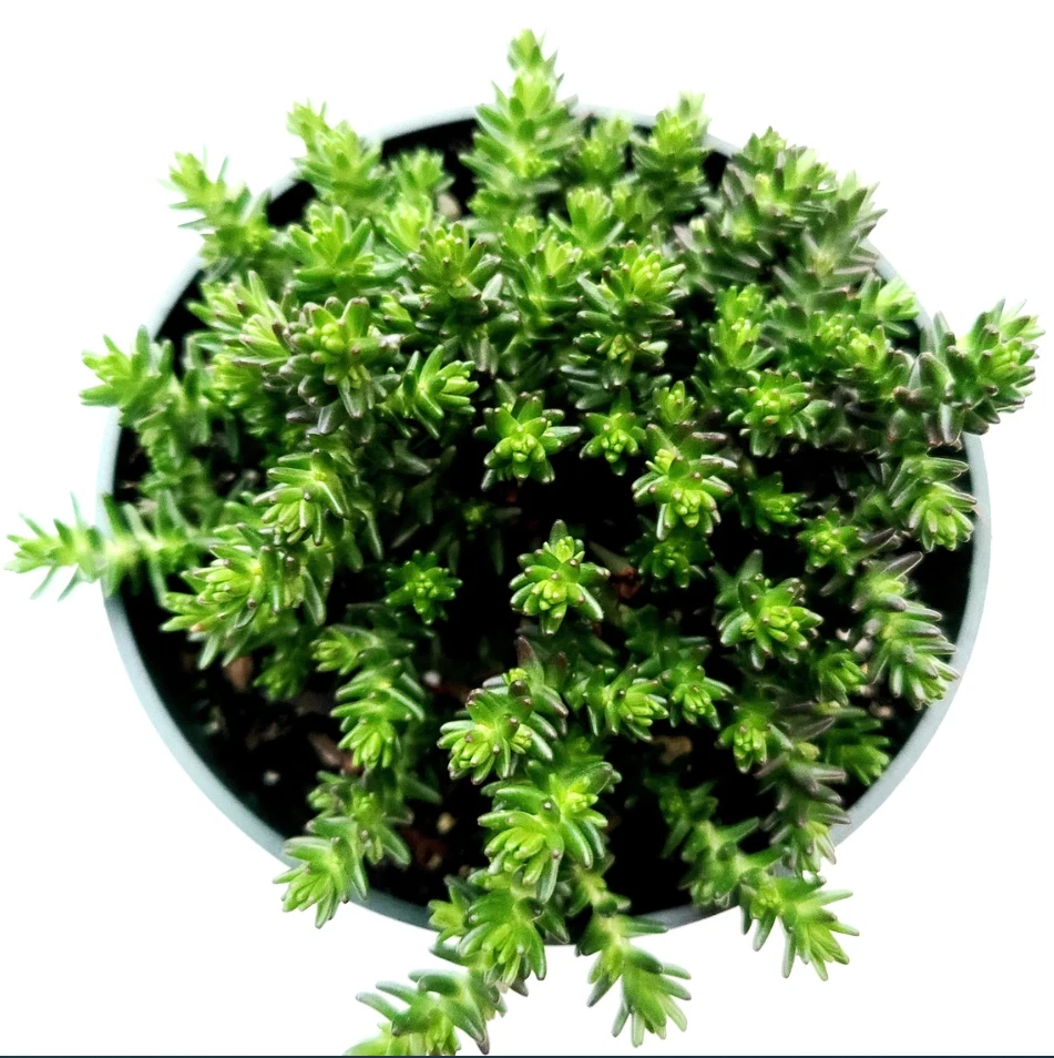 Sedum Sexangulare Succulent Live Plant – 4 Inch Potted Stonecrop Starter