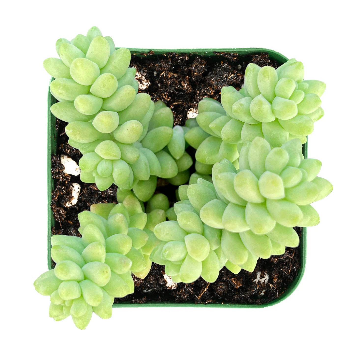 Burro’s Tail Succulent Live Plant – Sedum Morganianum Rooted in 2 Inch Pot, Trailing Donkey’s Tail