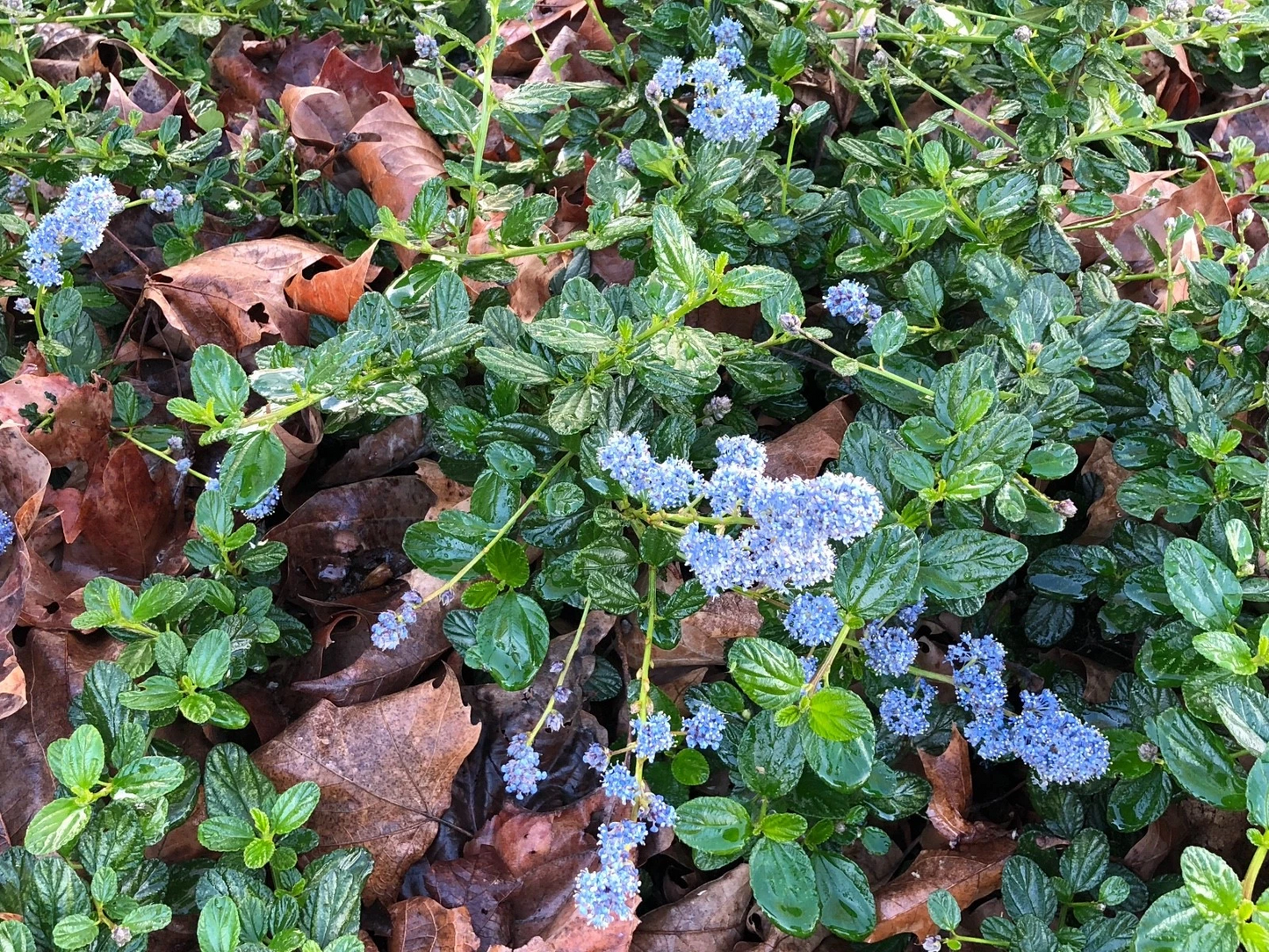 Ceanothus Horizontalis Cuttings – California Lilac – Live Organic Shrub Cuttings for Propagation