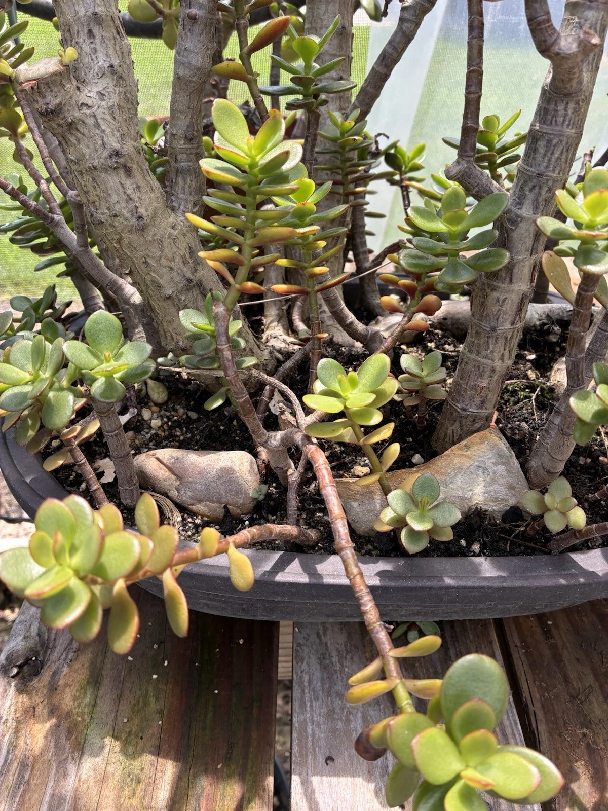 Crassula Ovata Jade Plant Cuttings – 2 Unrooted Pieces – Small Leaf and Big Leaf – 4–6 Inch