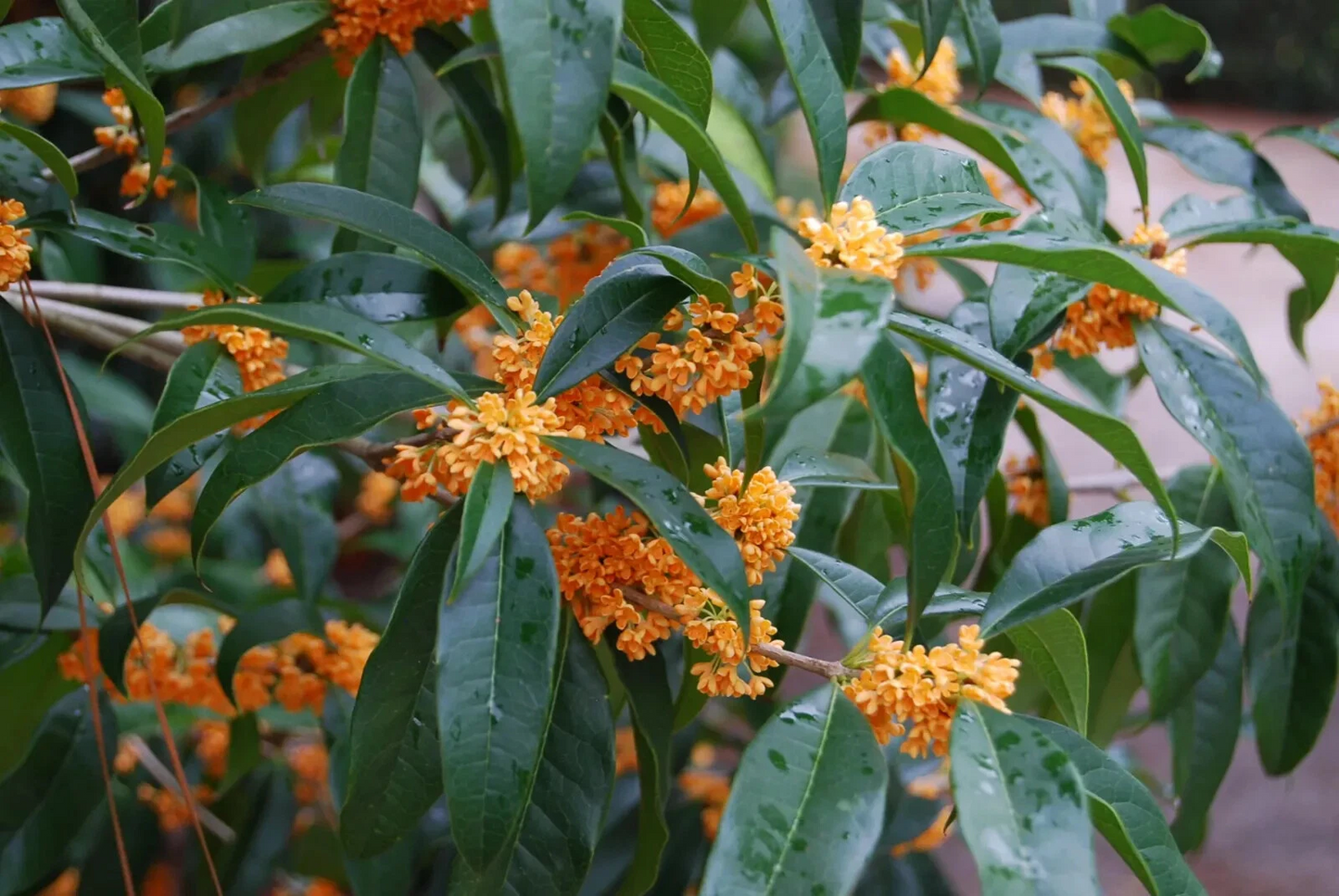Apricot Echo Sweet Olive – Osmanthus fragrans Rooted Starter Plant, Fragrant Tea Olive Shrub, Evergreen Garden Plant