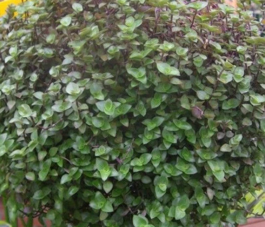 Dwarf Bolivian Wandering Jew – Callisia repens 10 Cuttings, Tradescantia minima, Easy Trailing Houseplant Starter