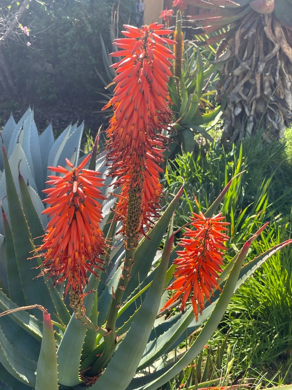 Aloe x Principis Raw Cuttings for Planting – Live Ornamental Aloe Stems Sized for 1 Gallon Pot