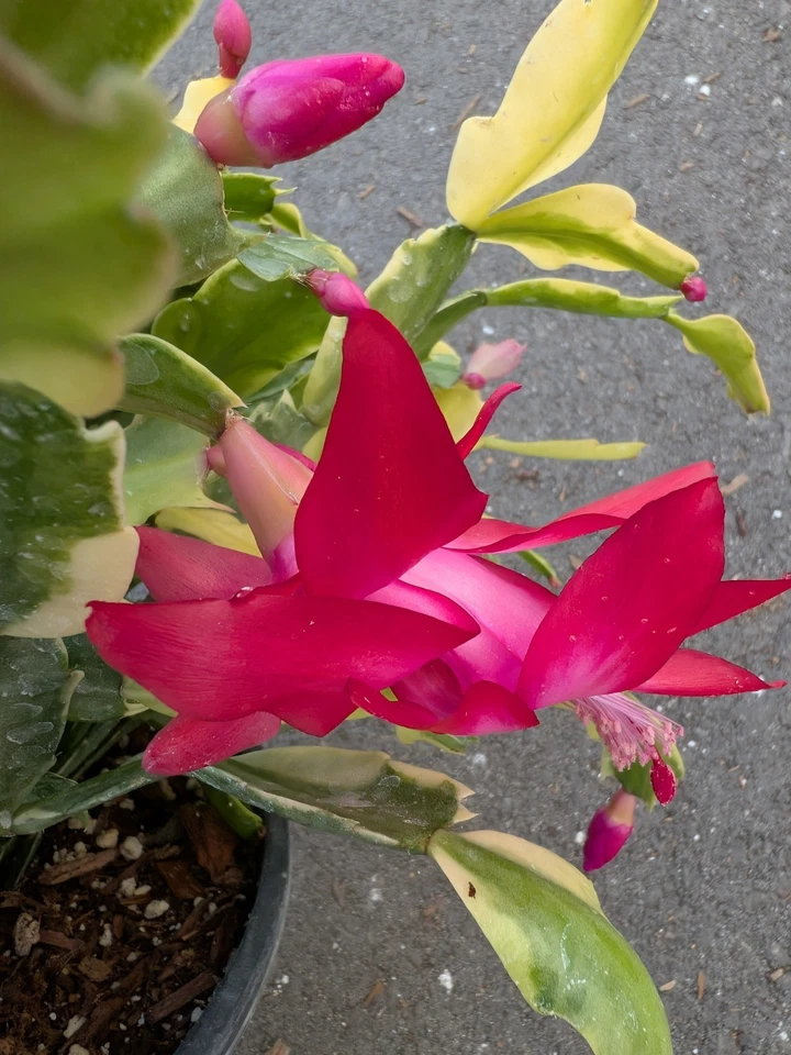Variegated Christmas Cactus Cuttings – 3 Live Schlumbergera Hybrid Cuttings, Holiday Succulent Houseplant