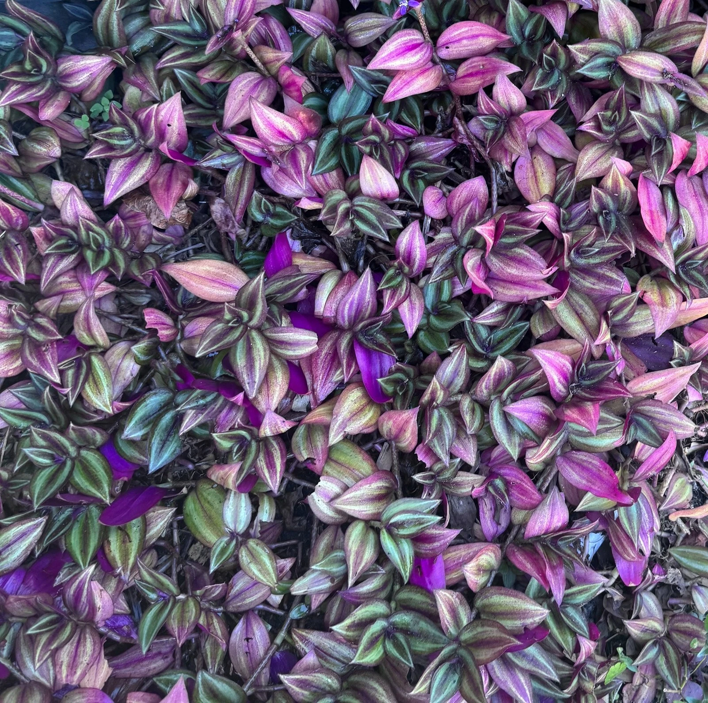 Tradescantia Zebrina Cuttings – Bundle of 5 Unrooted Stems – Purple Silver Variegated Wandering Plant for Rooting