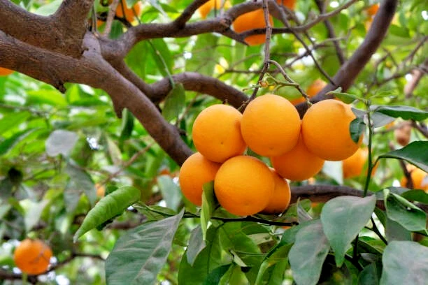 California Navel Orange Scion Cuttings for Planting – 5 Unrooted Citrus sinensis Cuttings 6–8 Inches