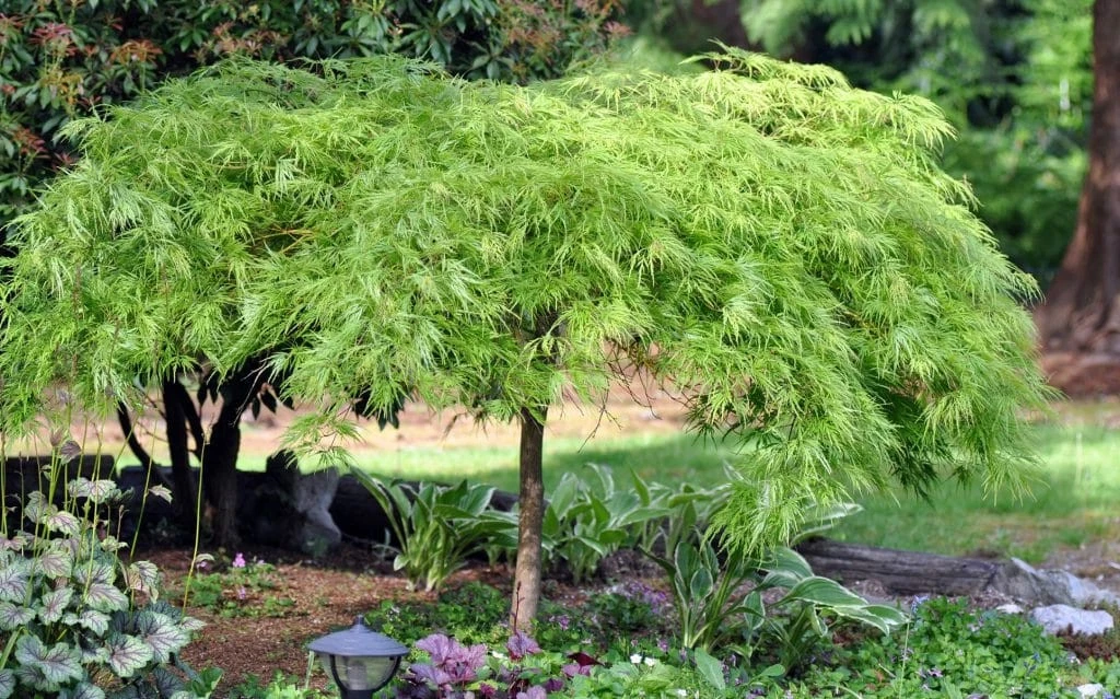 Green Japanese Maple Cuttings – 3 Fresh Acer palmatum Stems for Rooting or Grafting, Rare Starter Tree Material