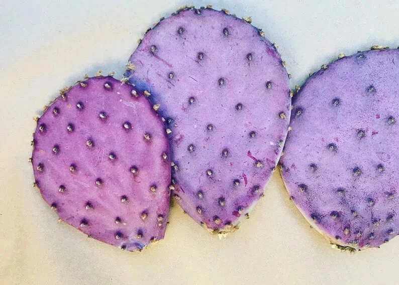Opuntia gosseliniana ‘Durazilla’ – 1 Purple Prickly Pear Pad Cutting, Fast Rooting Cold-Hardy Cactus Start, Live Opuntia Pad