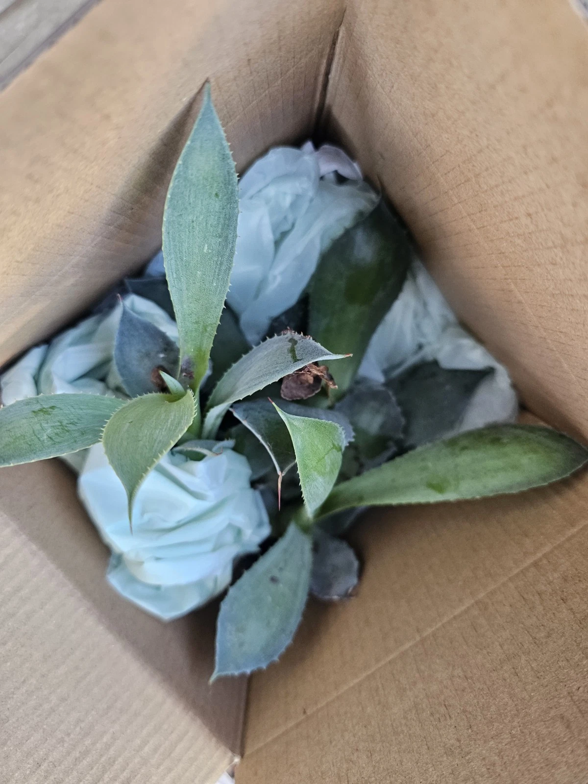 Agave Potatorum Cameron Blue Live Pup for Planting – 4–6 Inch Blue Agave Succulent Plant
