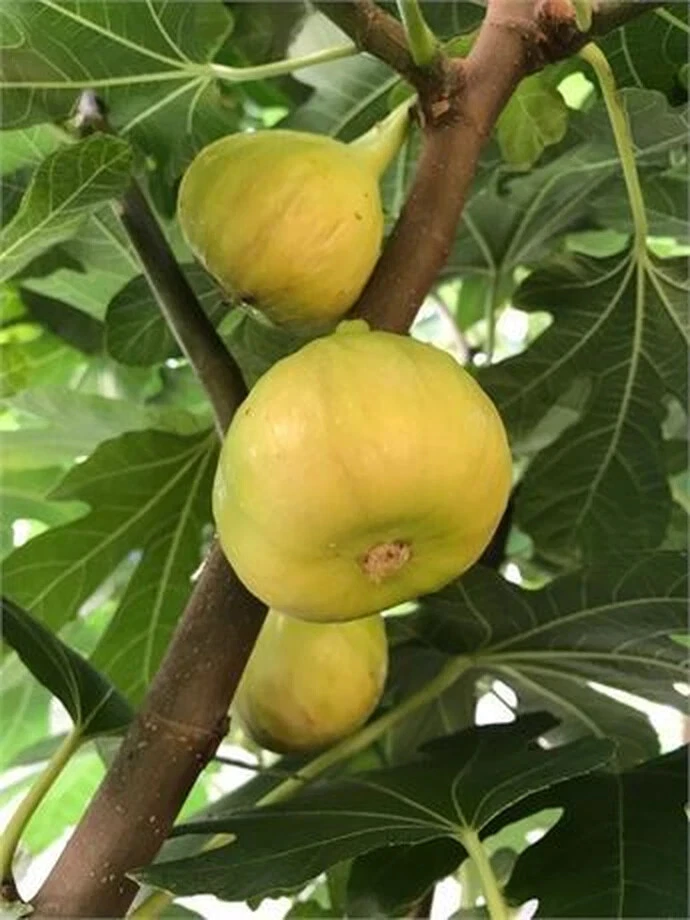 Sicilian White Fig Cutting – Ficus carica, Unrooted Fig Tree Cutting with 3+ Nodes, Over 8 Inches Long