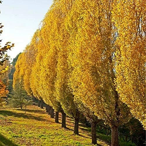 Lombardy Poplar Tree Cuttings – 5 Live Unrooted Pieces – Populus nigra Italica