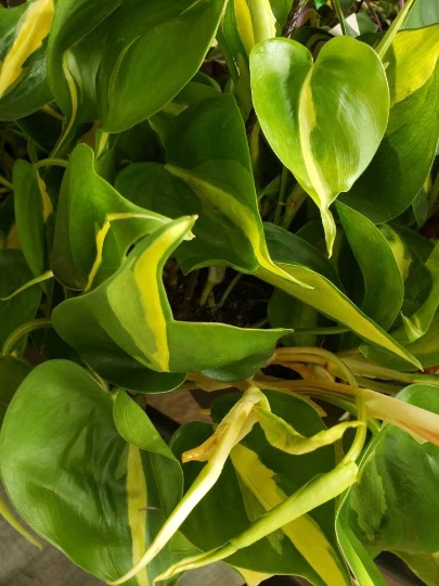 Philodendron Brasil Cutting – Heart Leaf Philodendron Cordatum Vine, Live Plant for Indoor Pots & Hanging Displays