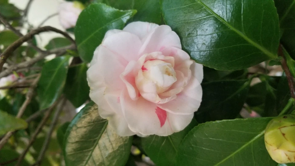 Candy Cane Camellia Cuttings – 8 Unrooted Stem Cuttings for Grafting or Rooting