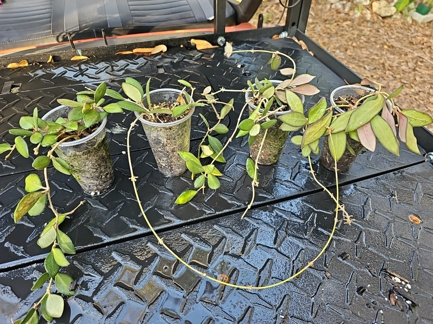 Hoya Burtoniae Rooted Cutting – Wax Plant, Bare Root Shipped, Trailing Indoor Houseplant (Not DS-70)