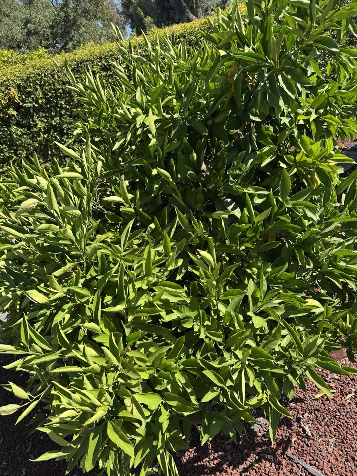 Owari Satsuma Mandarin Cuttings – 6 Unrooted Citrus unshiu Cuttings for Propagation and Planting