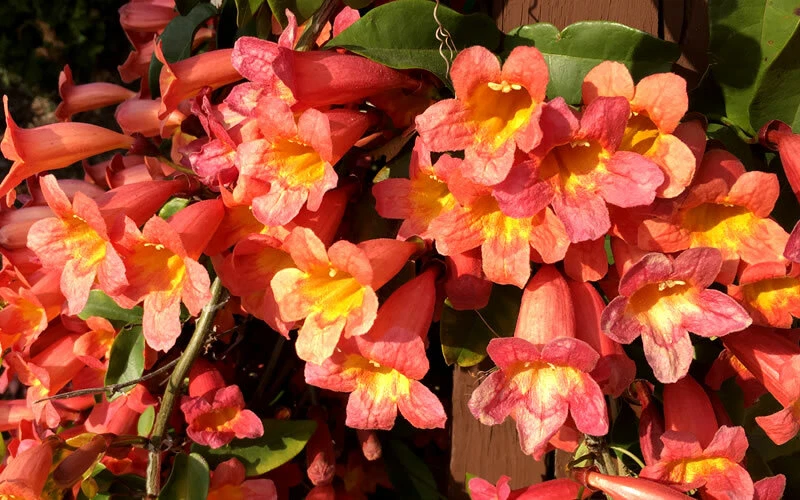 Tangerine Beauty Crossvine – Bignonia Capreolata Rooted Starter Plant, Evergreen Climbing Vine for Garden