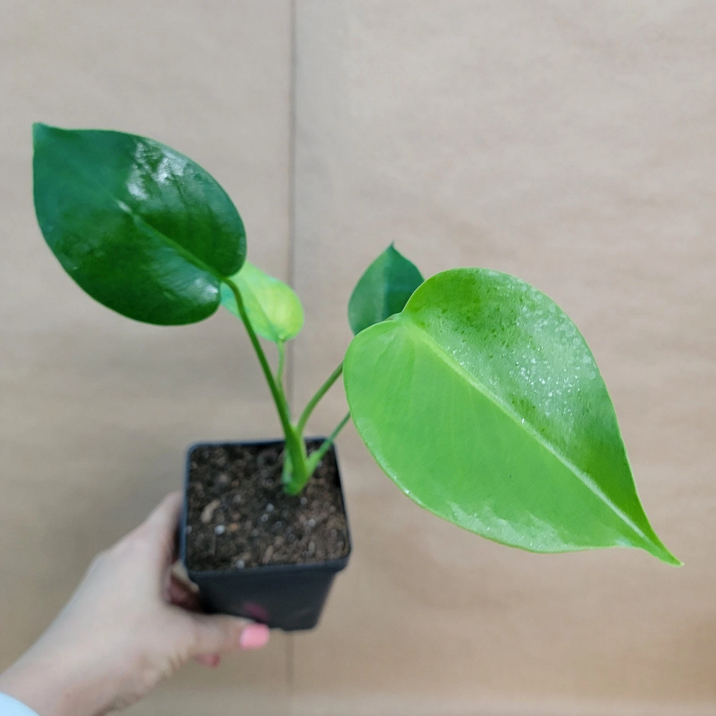 Monstera Deliciosa Swiss Cheese Plant – Live Tropical Houseplant – 4 Inch Potted Starter Plant