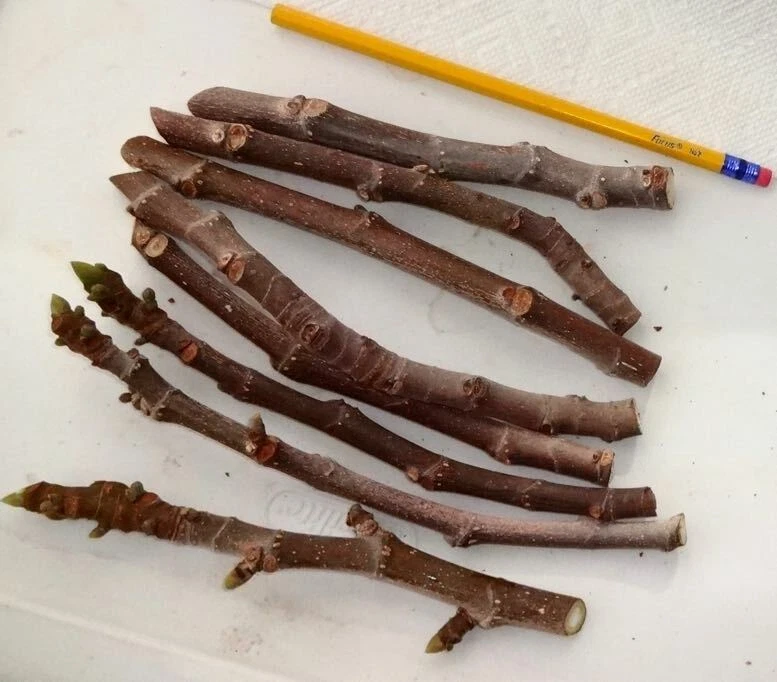 Texas Everbearing Fig Cuttings – 3 Fresh 6–8" Stems for Rooting, Hardy Ficus carica Variety for Zones 6–11 Fruit Gardens