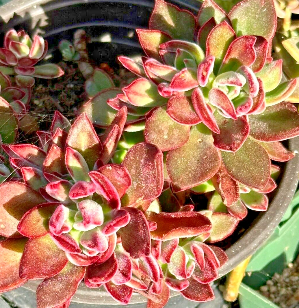 Echeveria Pulvinata Plush Chenille Succulent Cuttings for Planting – 3 Live 1 Inch Fuzzy Red Succulent Plants