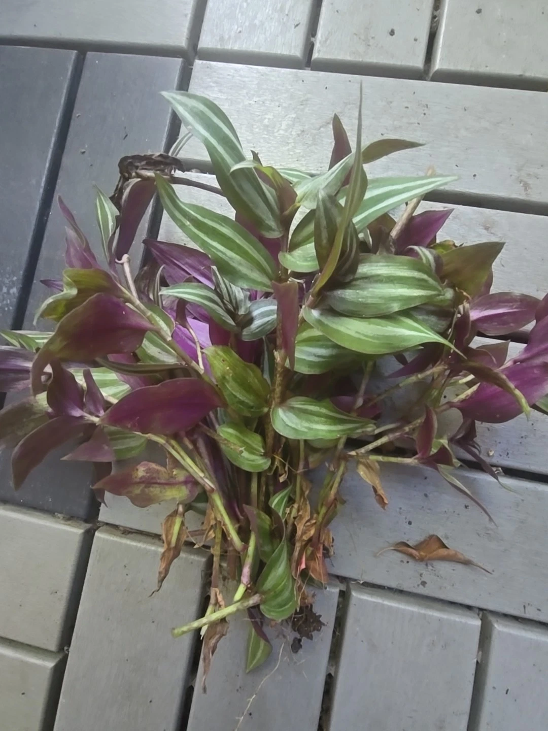 Tradescantia Zebrina Wandering Jew Cuttings – 10 Unrooted Pieces – Trailing Houseplant Starter