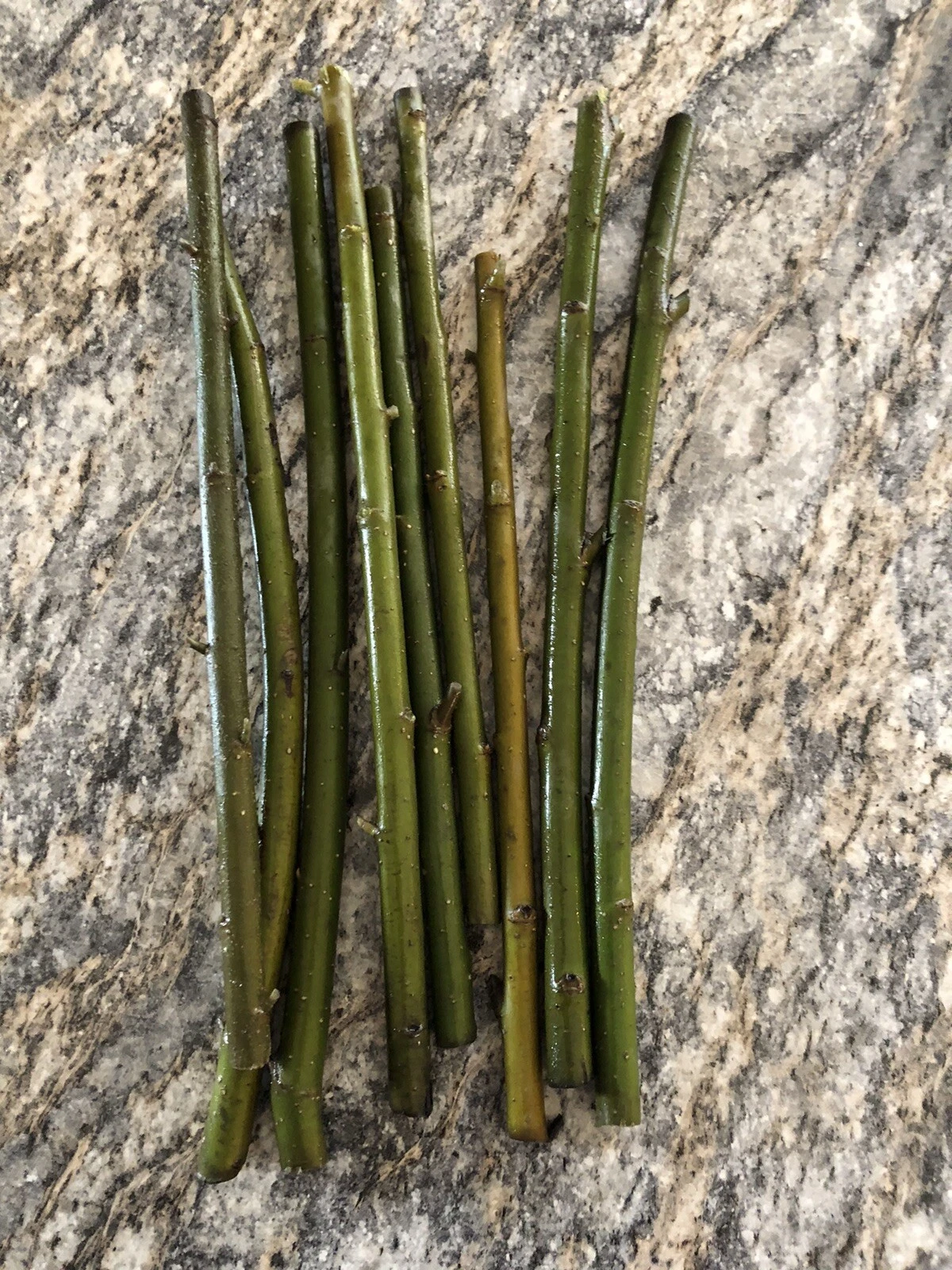 Austree Hybrid Willow Cuttings – 60 Live Willow Cuttings for Planting, Salix Hybrid Tree Variety