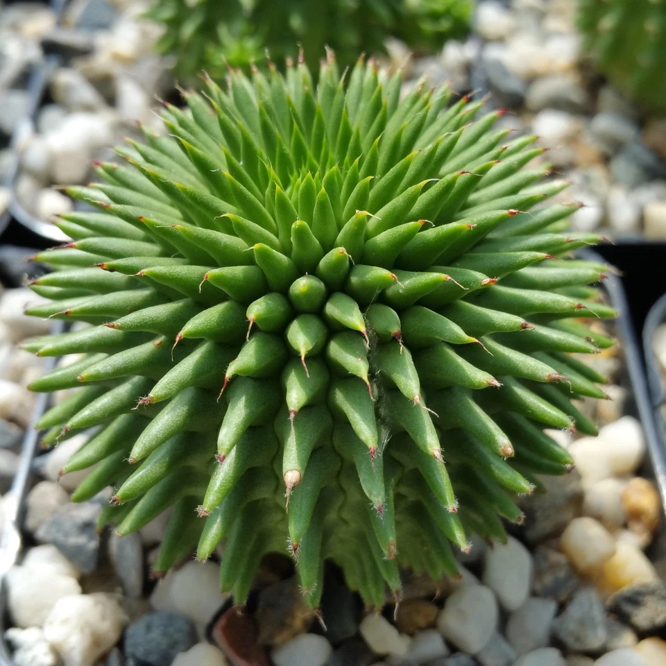 Euphorbia susannae – Live Succulent Cactus in 4" Pot | Rare Compact Euphorbia Plant | Unique Collector’s Succulent