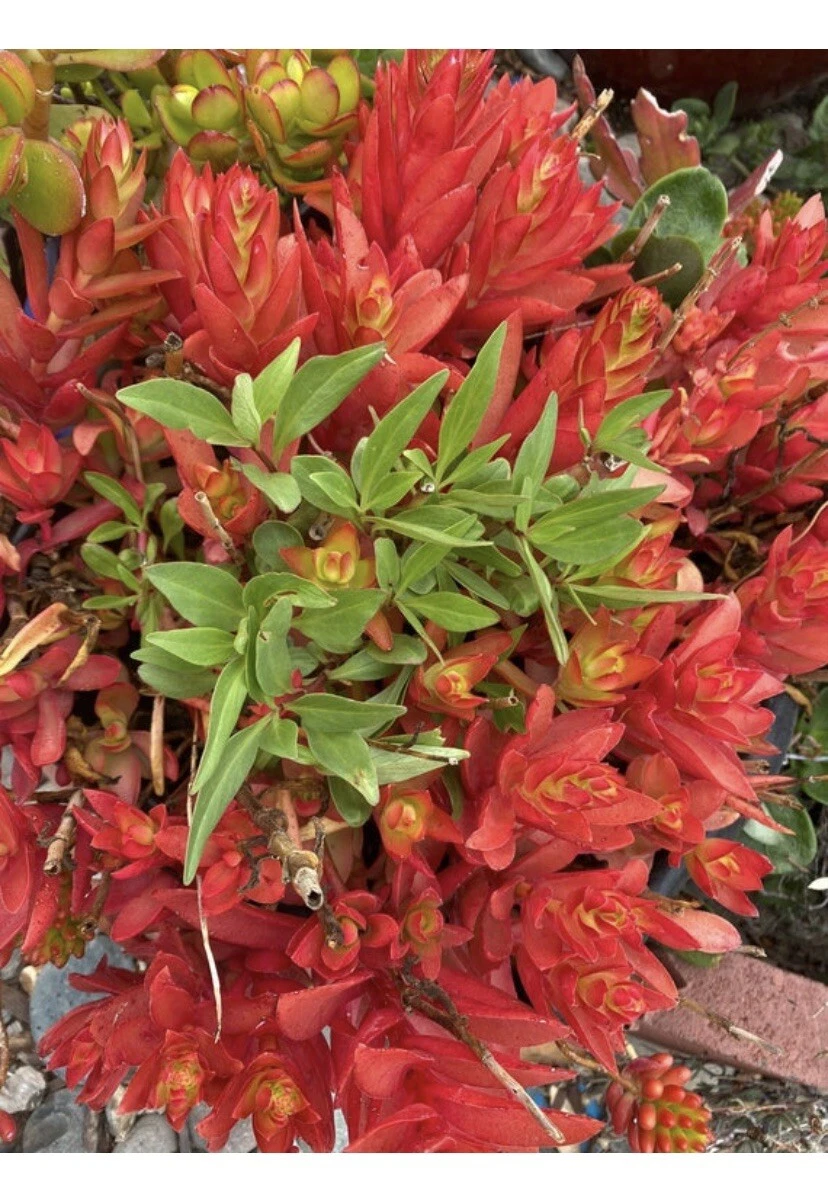 Crassula Capitella Campfire Cuttings for Planting – Hybrid Succulent, 3 Organic Stems, 4–6 Inch Cuttings