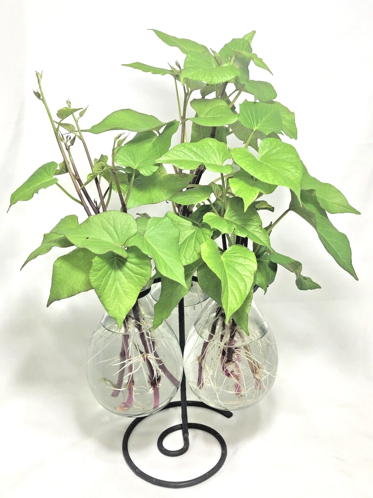 Stokes Purple Sweet Potato Slips for Planting – 10 Rooted Ipomoea batatas Cuttings Ready to Plant