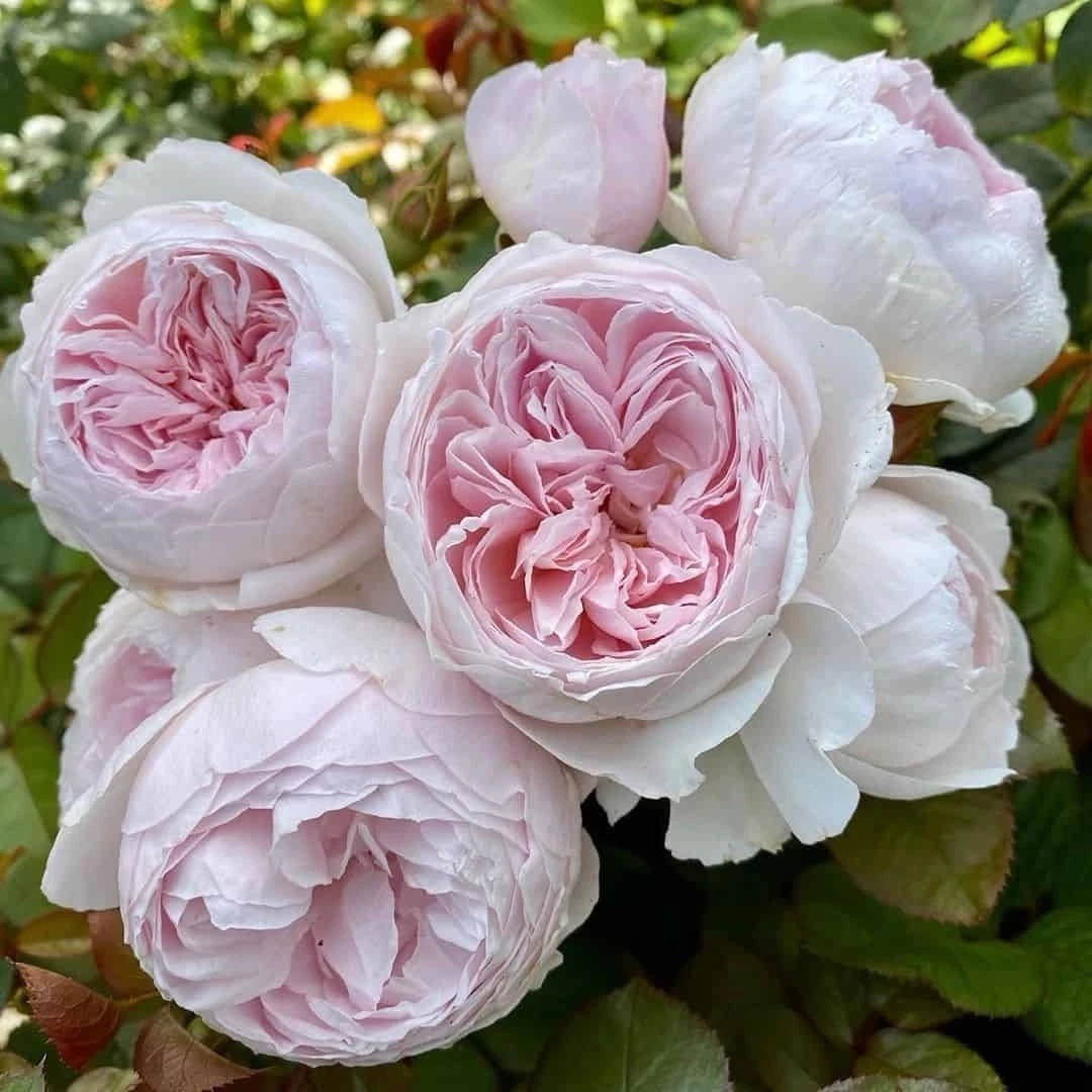 Earth Angel Rose Cuttings – 3 Fresh Unrooted Floribunda Stems, 6" Long, Fragrant Pink Rose Variety for Garden Propagation