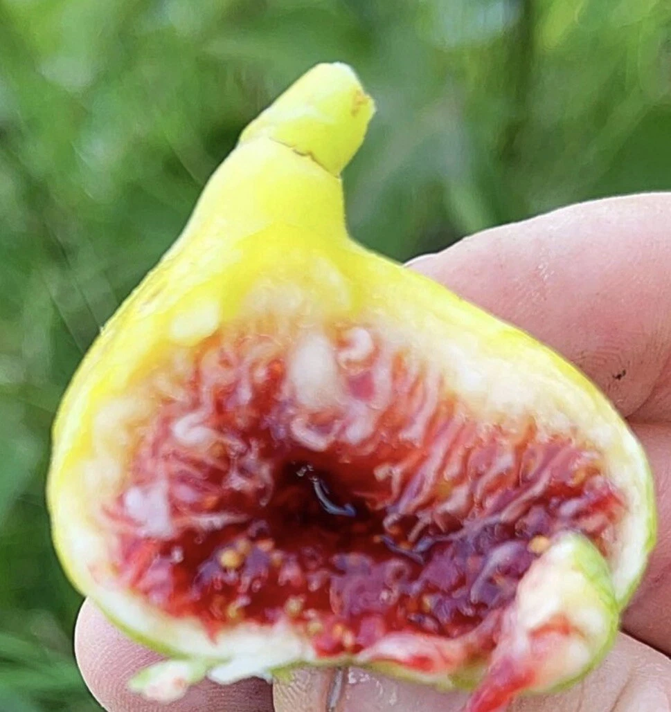White Adriatic Fig Tree Cuttings – 3 Unrooted Cuttings, Ficus carica Heirloom Fig Variety for Propagation