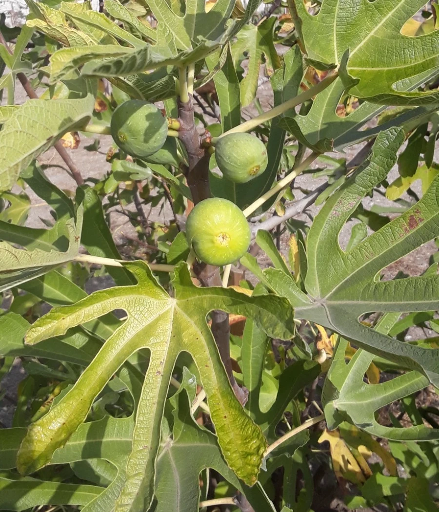 Tena Fig Cuttings – Ficus carica Fruit Tree, 7 Unrooted Fresh Fig Cuttings for Propagation